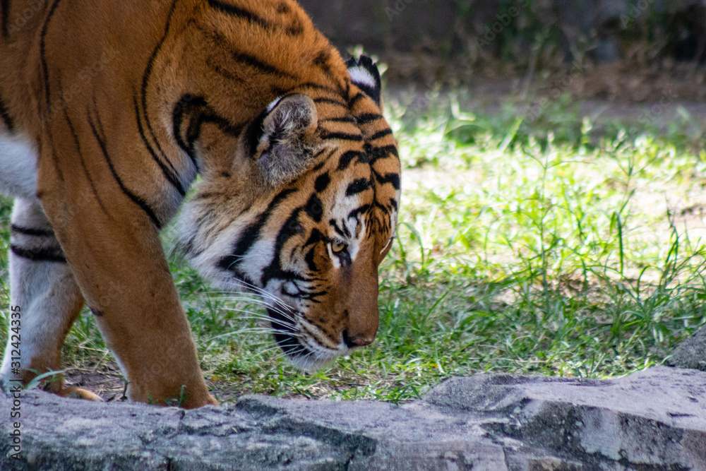 Fototapeta premium Orange tiger