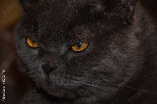 portrait of a cat