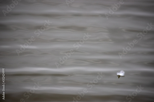 White Feather Floating on the Chesapeake Bay in Winter