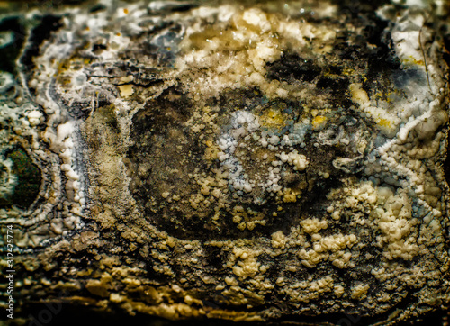 The structure of the mold under the microscope.