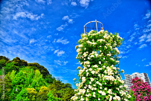 【神奈川】横須賀　ヴェルニー公園の薔薇 photo