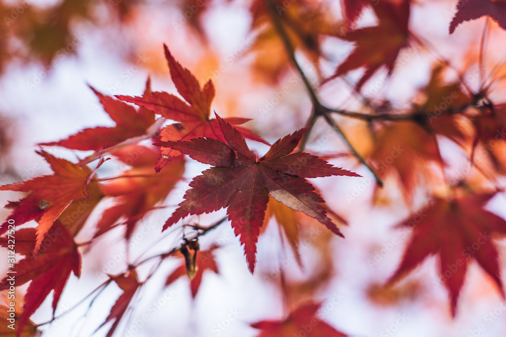 red maple leaves on background of blue sky red maple leaves on background of blue sky
