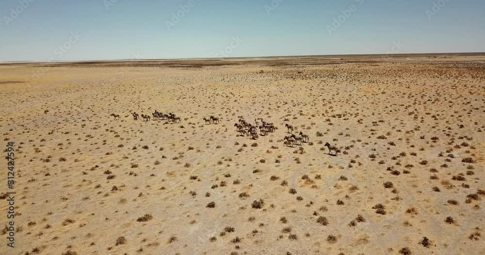 Aerial fly over view of an herd of zebra running in the African bush. Aerial fly over view of an herd of zebra running in the African bush.