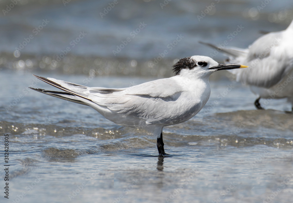 Fototapeta premium Sandwich Tern (Thalasseus sandvicensis)