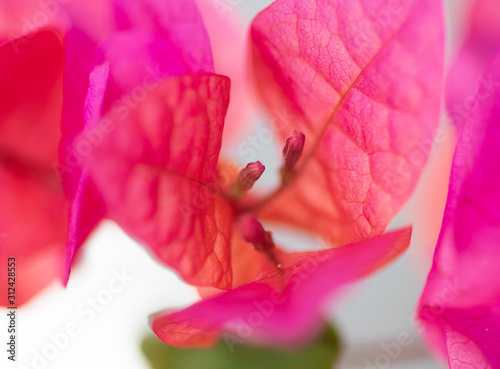 Shallow depht of field of a Bougainvillea flower photo