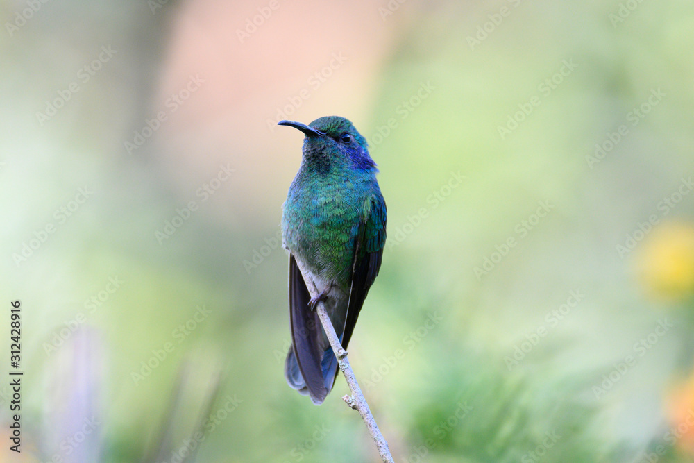 Obraz premium lose up view of the beautiful Lesser Violetear (Colibri cyanotus) hummingbird on a branch