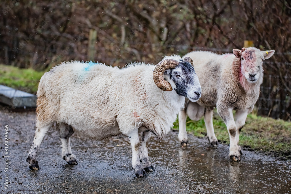 Obraz premium Scottish sheeps in field