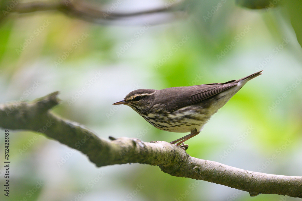 Fototapeta premium Northern Waterthrush (Parkesia noveboracensis)
