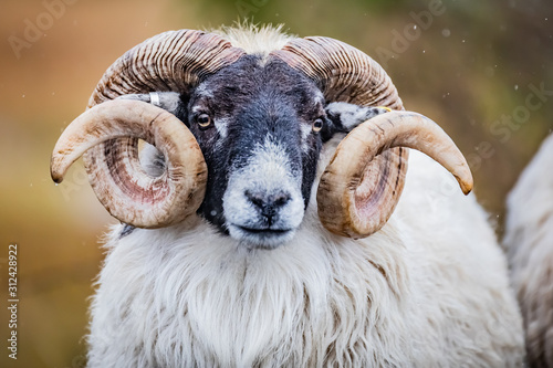 Scottish sheep in field