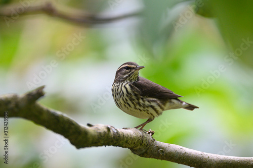 Northern Waterthrush (Parkesia noveboracensis) photo