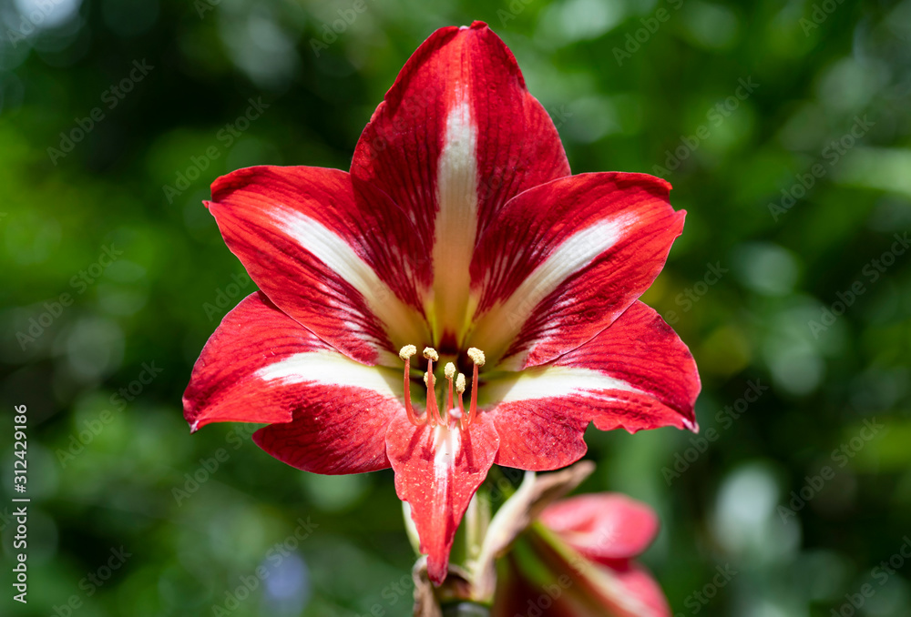 Close up of a Red Lily wit a green lush background Close up of a Red Lily wit a green lush background
