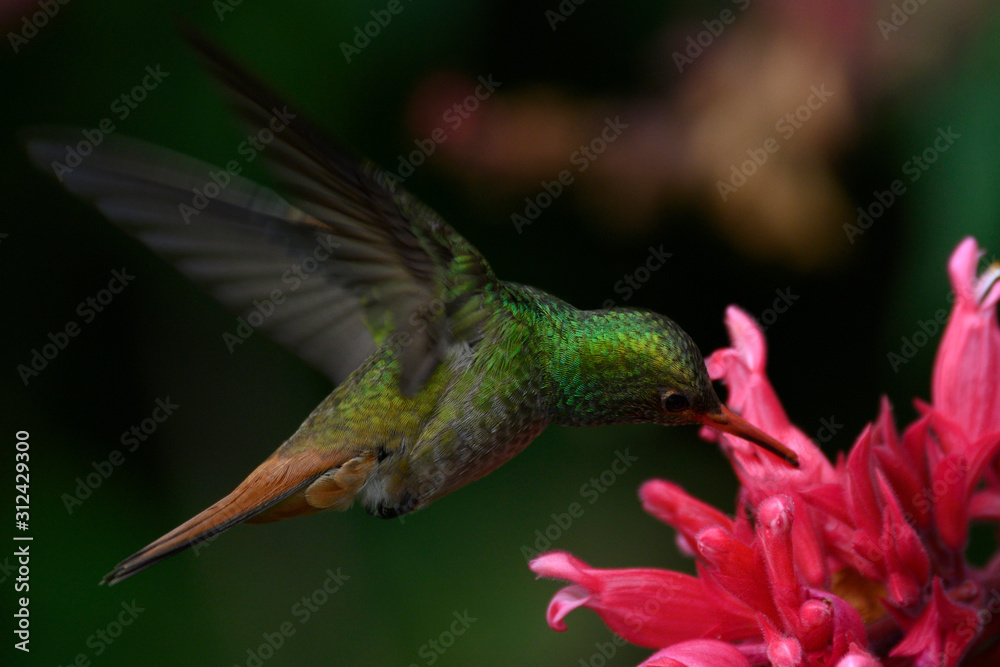 Fototapeta premium Rufous-tailed Hummingbird (Amazilia tzacatl)