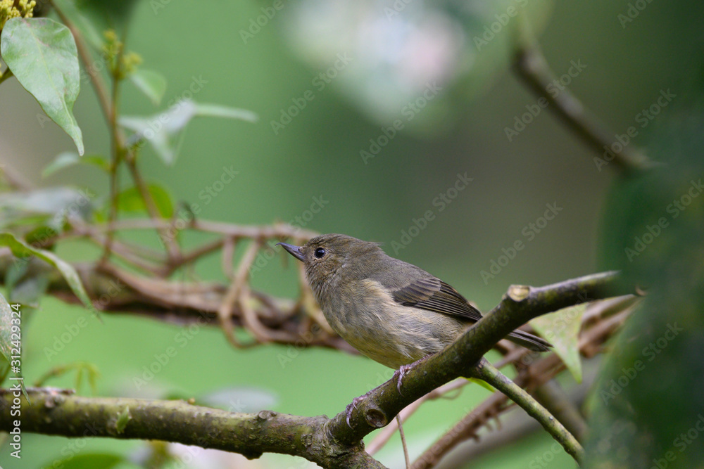 Slaty Flowerpiercer (Diglossa plumbea) Female Slaty Flowerpiercer (Diglossa plumbea) Female