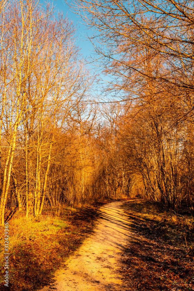 Fototapeta premium Walking in the forest in autumn