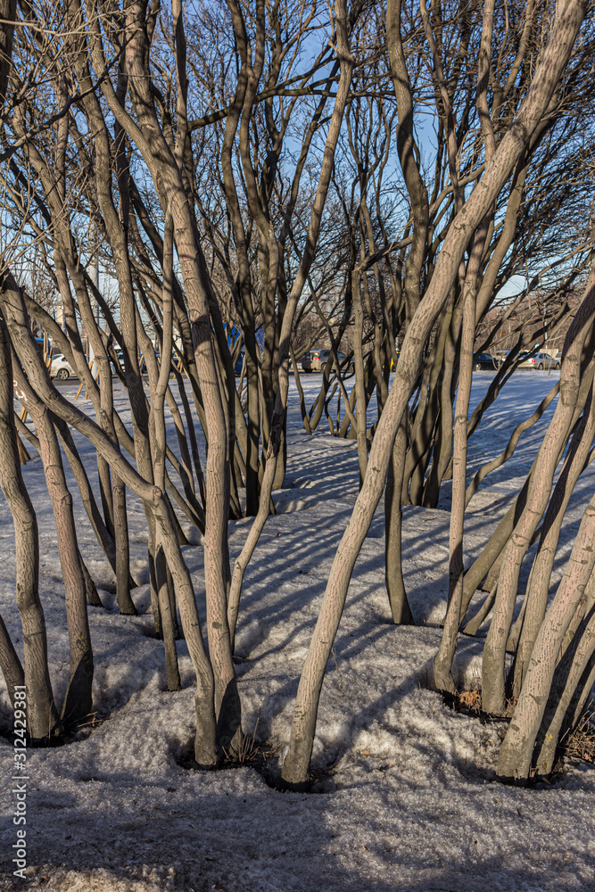 2019.02.19, Moscow, Russia. winding trunks of lilac in the snow. Botanical world at winter season.