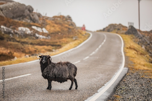 Scotland, Outer Hebrides, Lewis and Harris, Beautiful view of island, Scottish sheep in field