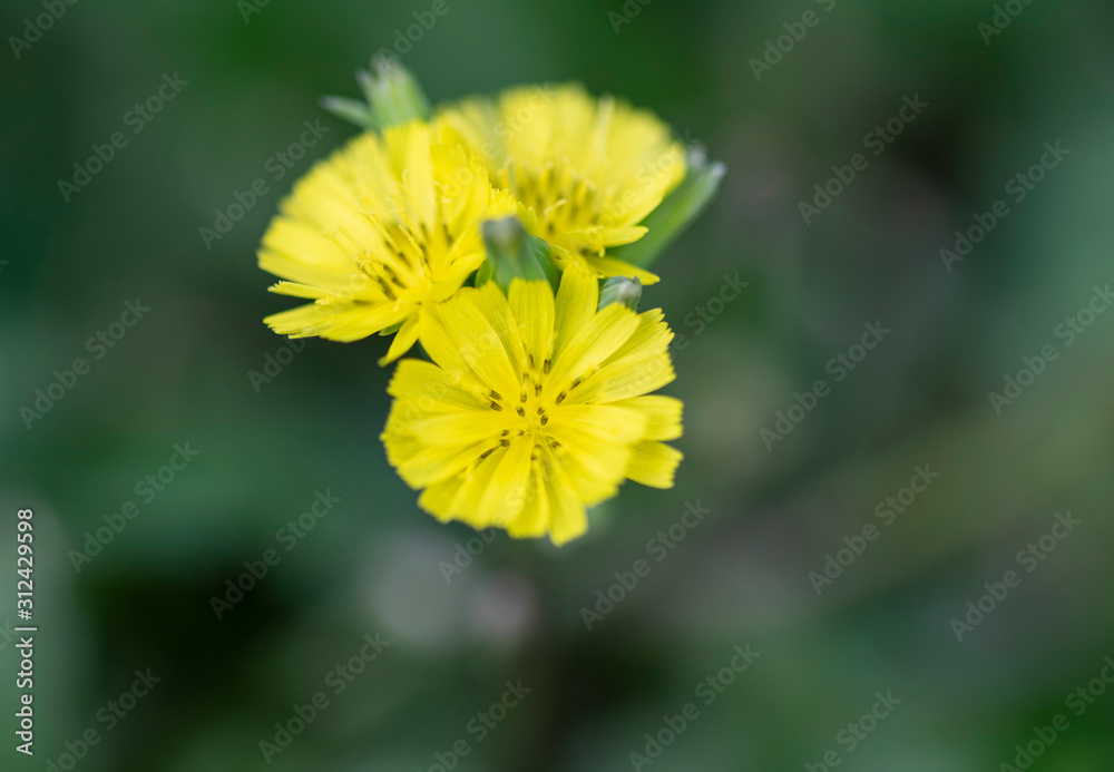 Close up view of tiny yellow wild flowers with shallow focus Close up view of tiny yellow wild flowers with shallow focus
