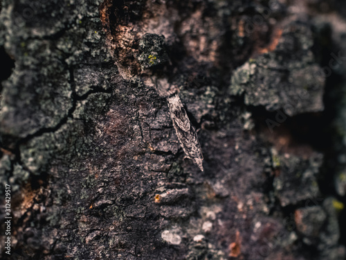 Camouflaged insect on a tree 