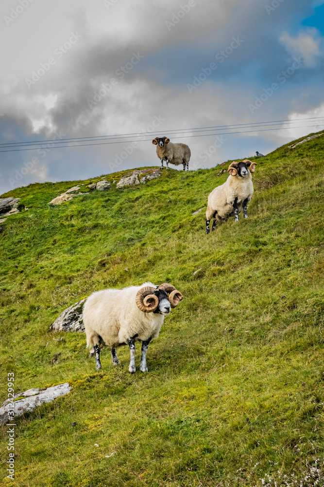 Scottish sheeps in field