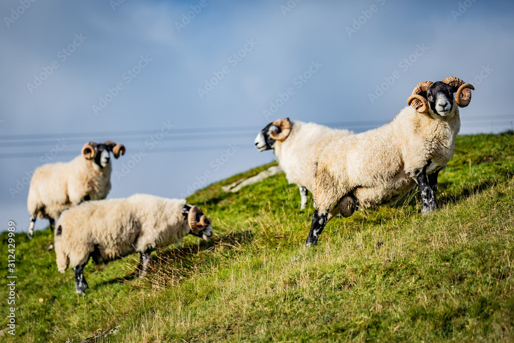 Naklejka premium Scottish sheeps in field