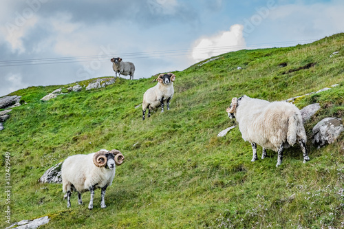 Scottish sheeps in field