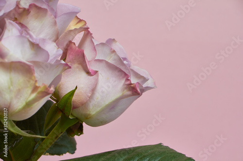 Bouquet of blooming pink roses on a pink background  greeting card or concept