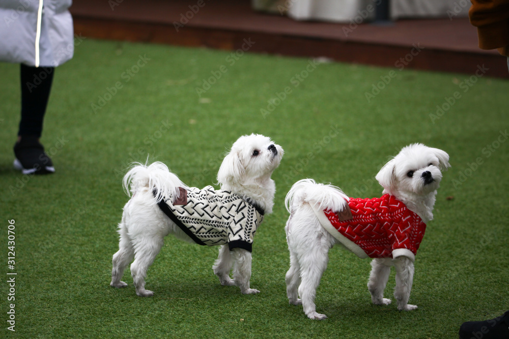 Happy puppies in a private playground