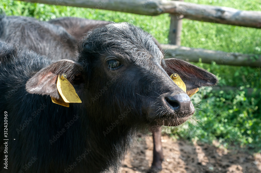 Young black calf head closeup in country farm Young black calf head closeup in country farm