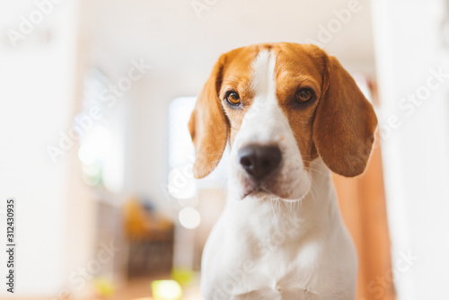 Portrait of purebred beagle dog sitting on couch in living room. Head closeup in bright room.