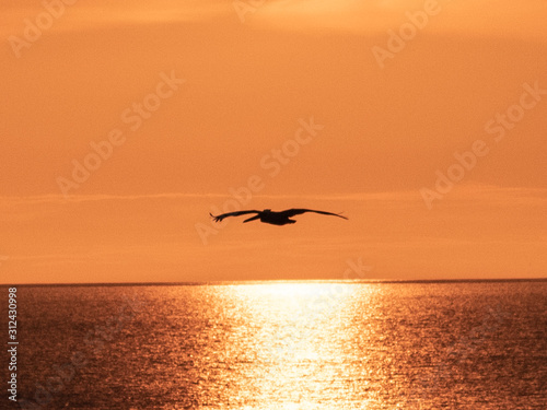 Pelican Sunset