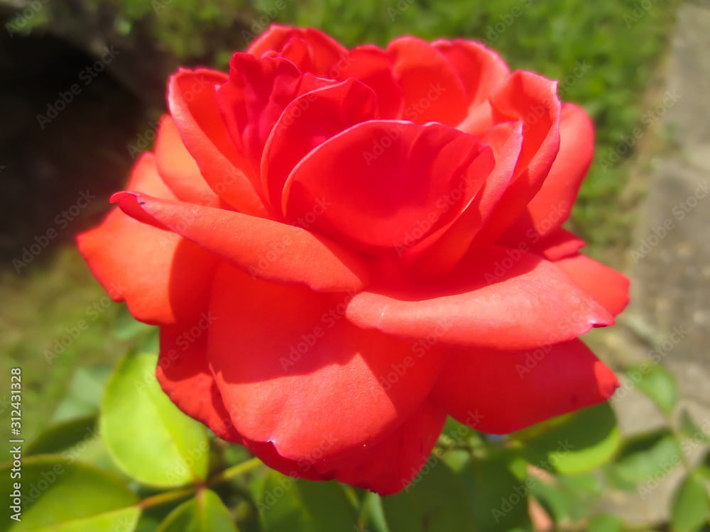 red rose in the garden