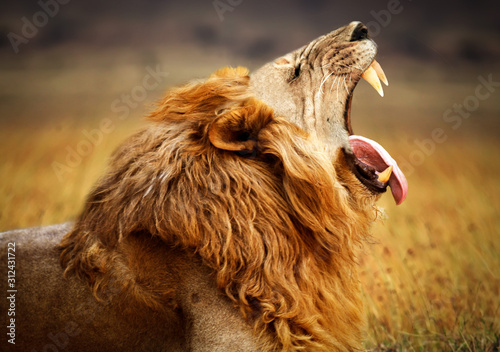 lion king growling  and baring his teeth in the savanna