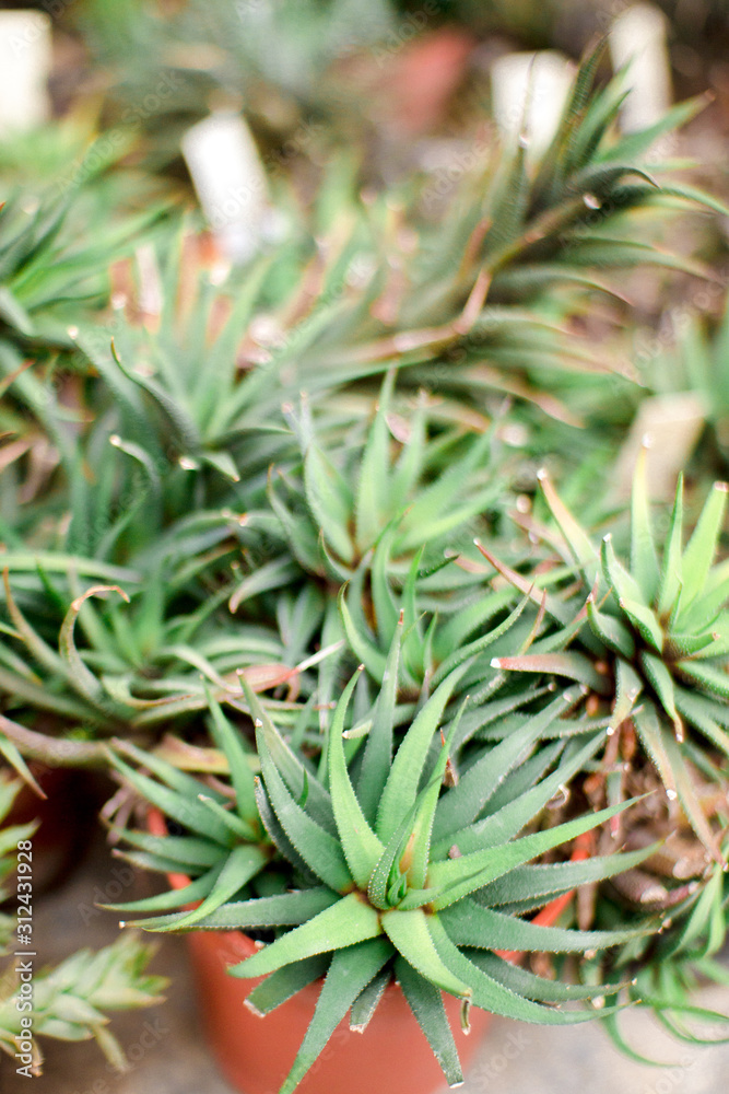 Flower botanical garden succulent plant Flower botanical garden succulent plant