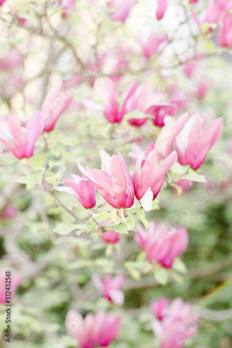 Pink flower garden spring beautiful © Юлия Батаева