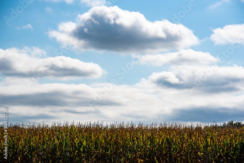 Blue sky with white clouds. Maize field, agriculture concept.