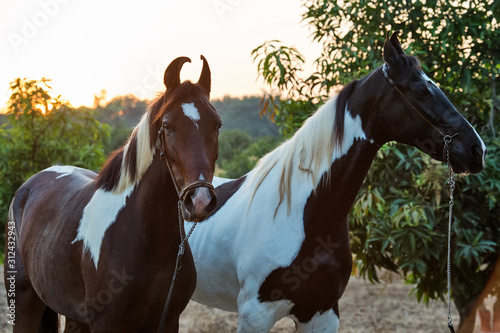 two piebald Marwari mares at garden background. Authentic indian brewed. Gujarat, India photo