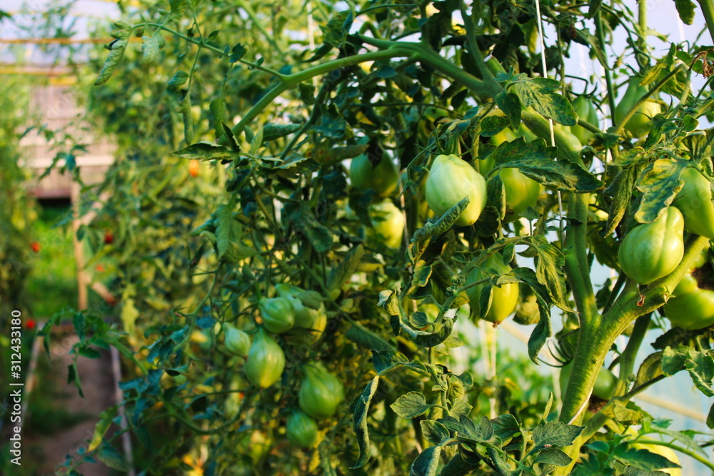 tomatoes growing in greenhouse