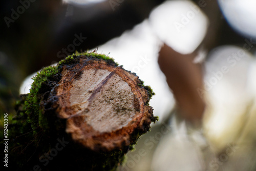 Cutted Oak Tree Branch