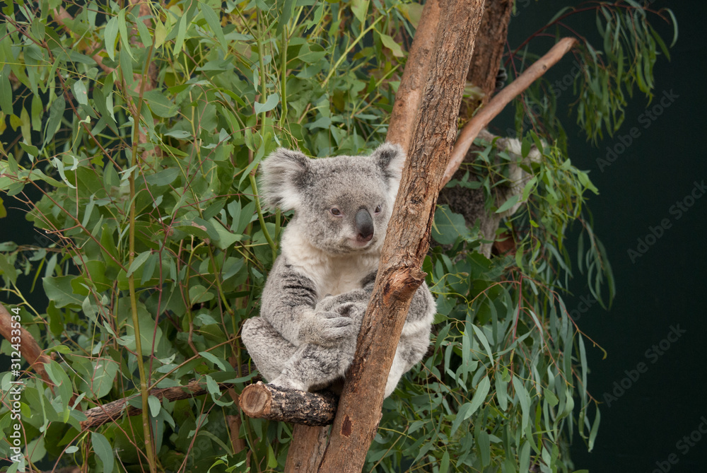 Fototapeta premium Cute and funny just woken koala sitting on eucalyptus tree portrait