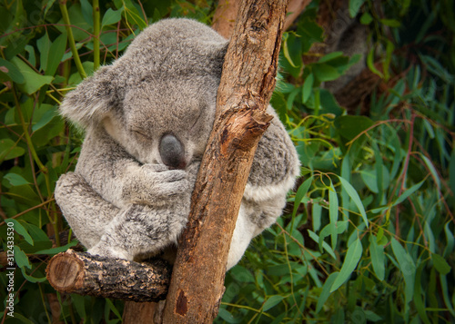 Cute sleeping koala on eucalyptus branches