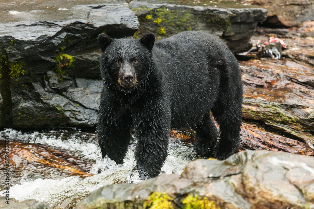 Alaska. Black bear.