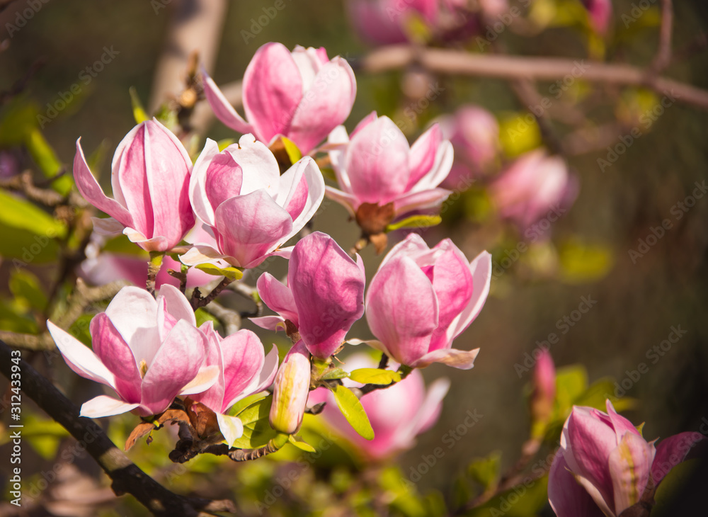 Obraz premium Beautiful pink and white blossoms of magnolia tree - closeup