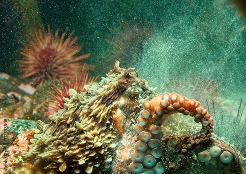 Giant Pacific Octopus © pr2is