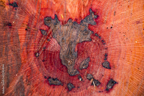 Oak Tree Trunk Cutted Portugal