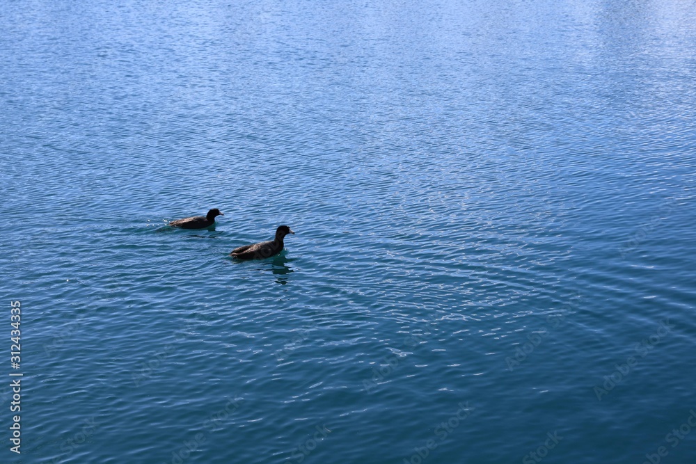 Naklejka premium swimming in lake