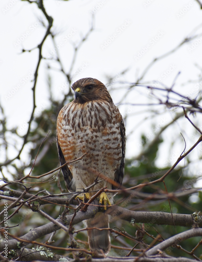 Red Tailed Hawk Resting On Tree Branch Red Tailed Hawk Resting On Tree Branch