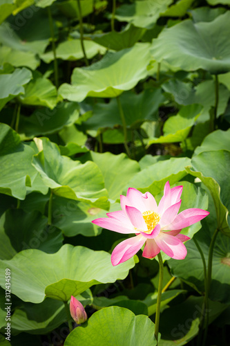 Lotus in the field at summer time in Chinese pond