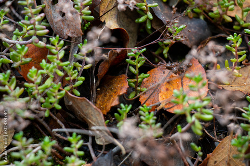 Ground Leaves