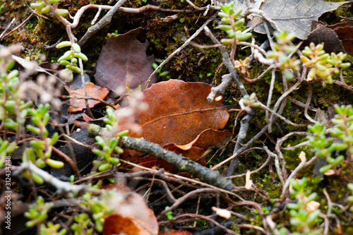 Ground leaves