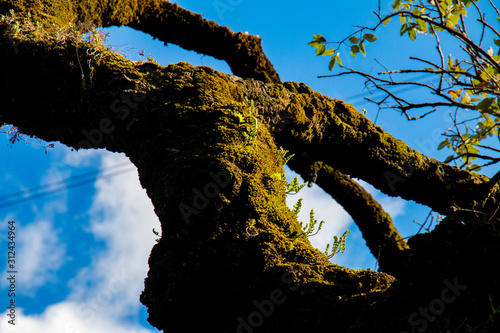 Old Oak Tree
